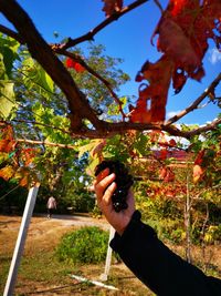 Person holding plant against trees during autumn