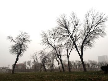 Bare trees on grassy field