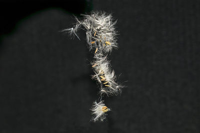 Close-up of dandelion against black background