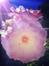 Close-up of pink flowers