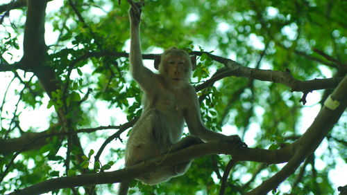 Low angle view of monkey on tree in forest