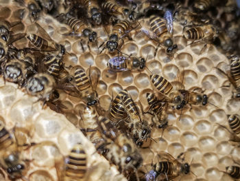 A group of bee on nest 