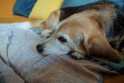 Close-up of dog sleeping on bed