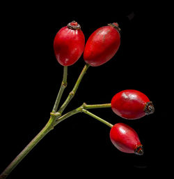 Close-up of red berries against black background