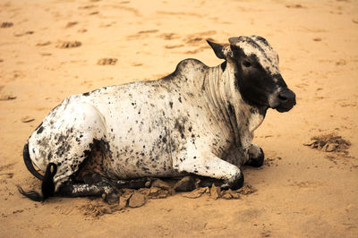 Bird on sand