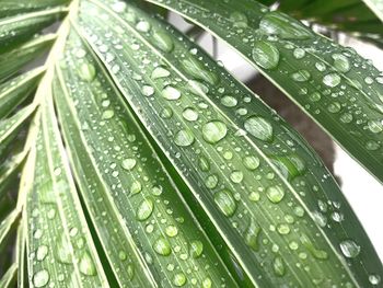 Close-up of wet leaves