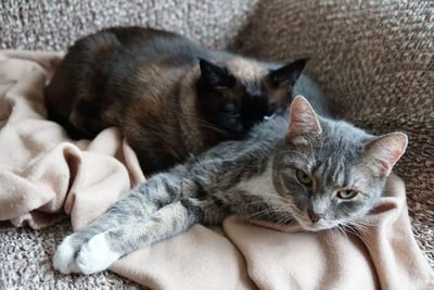 Portrait of cats on sofa