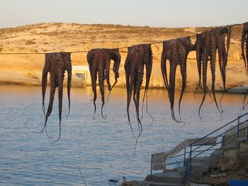 Horses by lake against sky during sunset