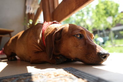 Close-up of dachshund relaxing on floor