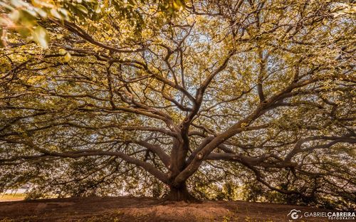 Bare tree in autumn