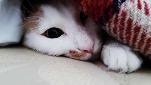 Close-up portrait of white cat relaxing at home