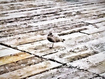 High angle view of bird perching on wood