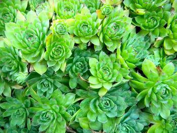 Full frame shot of green leaves