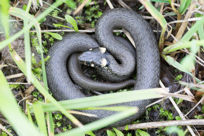 Close-up of snake on field