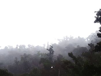 Raindrops on tree against sky during rainy season