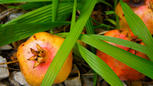 Close-up of orange fruit on plant