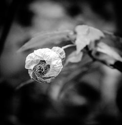 Close-up of rose blooming outdoors