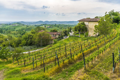 Scenic view of vineyard against sky