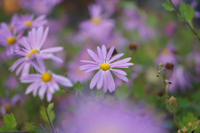 Close-up of pink flowering plants