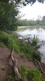 Scenic view of lake in forest