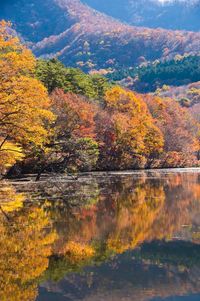 Reflection of trees in lake during autumn