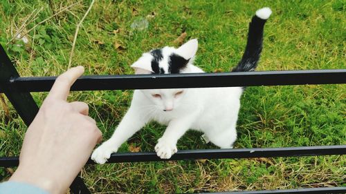 High angle view of cat on grassy field