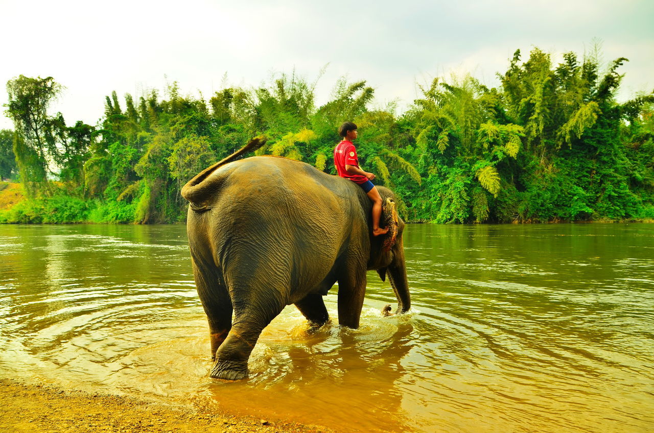 elephant, animal themes, animal, indian elephant, mammal, water, animal wildlife, nature, plant, tree, tropical climate, wildlife, travel, animal body part, asian elephant, one animal, adult, tourism, outdoors, travel destinations, river, environment, sky, men, domestic animals, working animal, land, day, tradition, beauty in nature, safari