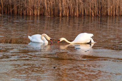 Swans swimming in lake