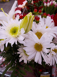 Close-up of white flowering plants