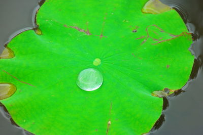 High angle view of raindrops on green leaves