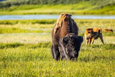 Lion standing in a field