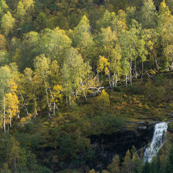 View of birds in the forest