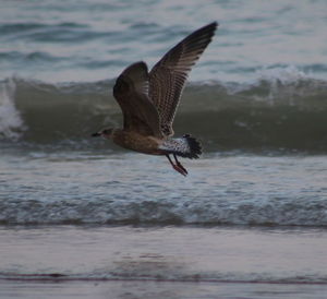 Seagull flying over sea