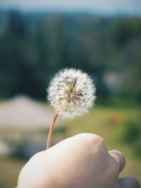 Close-up of dandelion flower