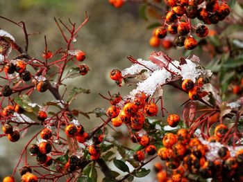 Close-up of orange flowers on tree