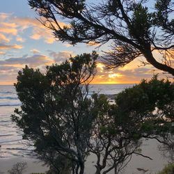 Silhouette tree by sea against sky during sunset