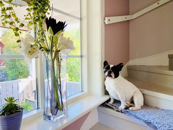 Dog sitting by window at home