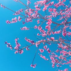 Low angle view of cherry blossoms against sky