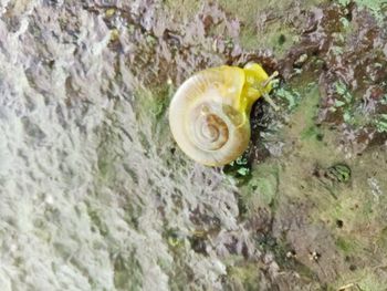 Close-up of snail on rock