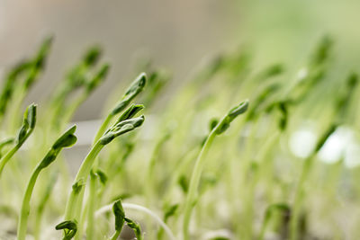 plant