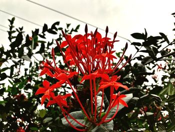 Close-up of red flowers blooming against sky