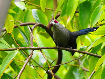 Low angle view of bird perching on tree