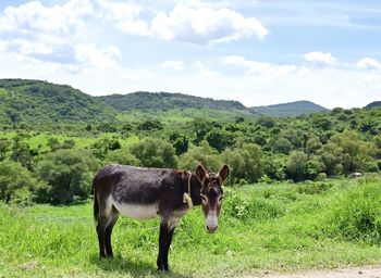 Donkeys in a field