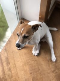 High angle view of dog sleeping on hardwood floor