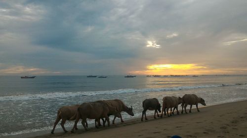 Horses on beach against sky during sunset