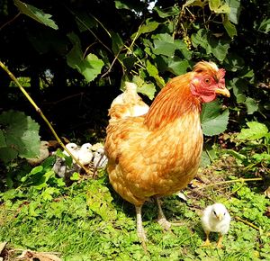 Close-up of rooster on field