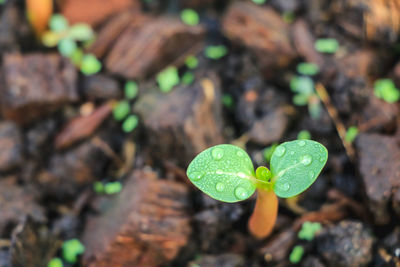 High angle view of fresh green leaf