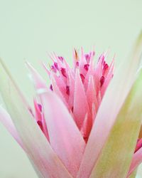 Close-up of pink flowers