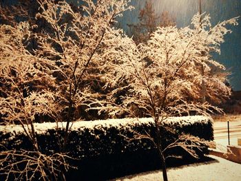 Plants growing on tree trunk