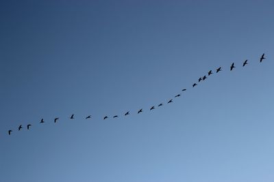 Flock of bird flying in line together